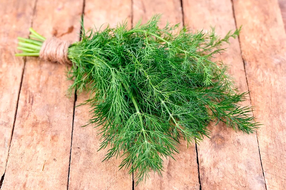 Dill Gribovsky