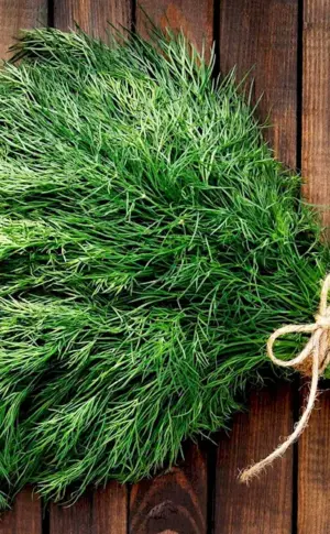 Dill Emerald