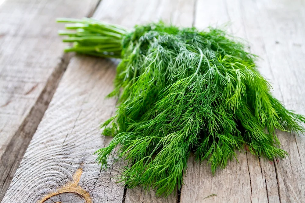 Dill Hanak plasma