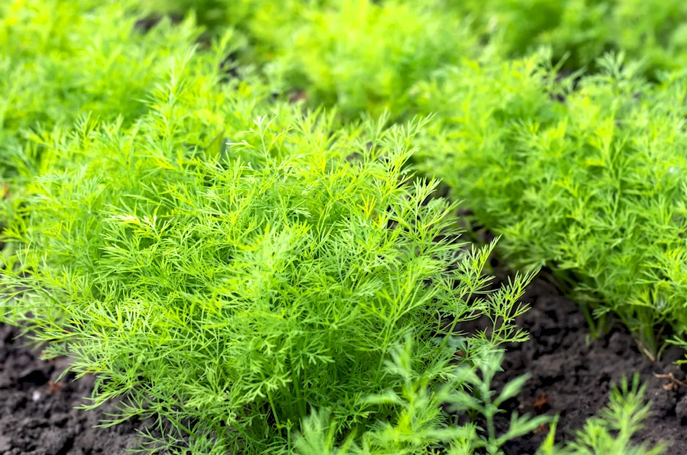 Dill Alligator bush variety
