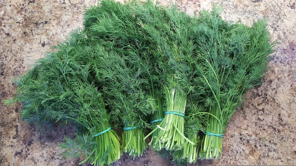 Dill Abundant-leaved