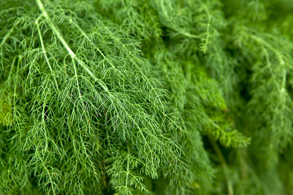 Dill Alligator