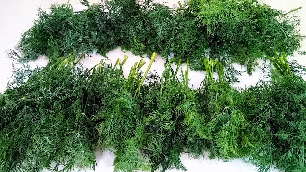 Dill Stardust
