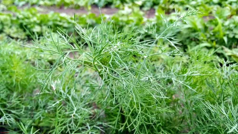 Dill Sevens