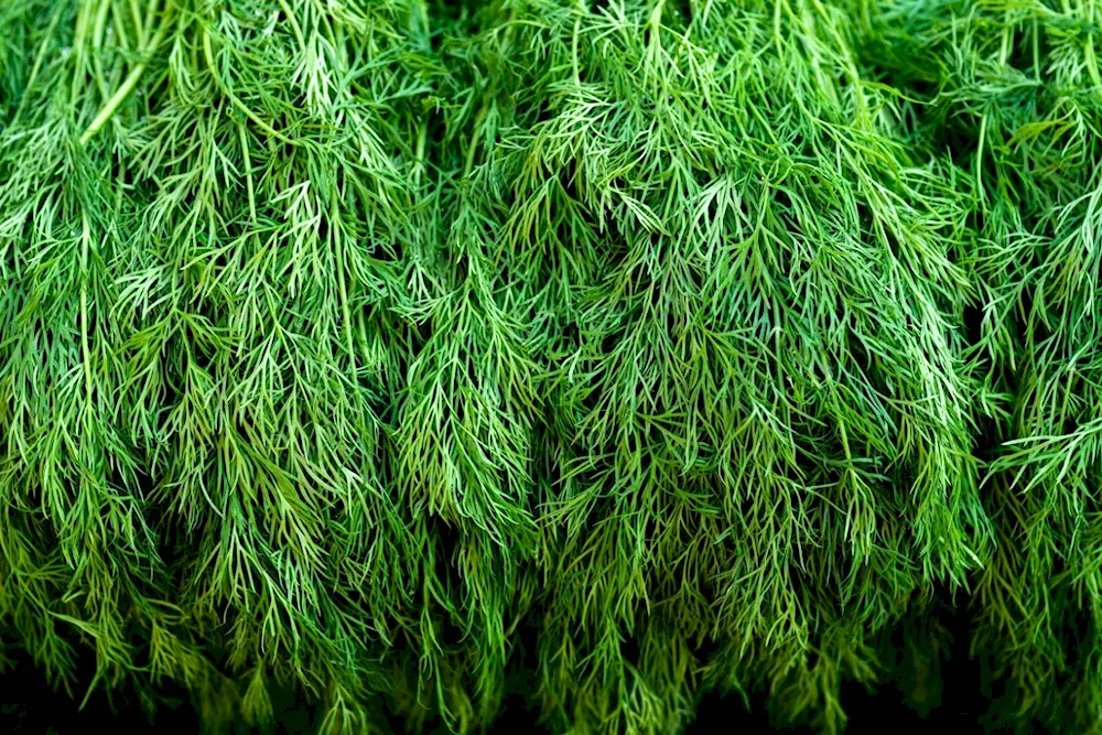 Dried dill