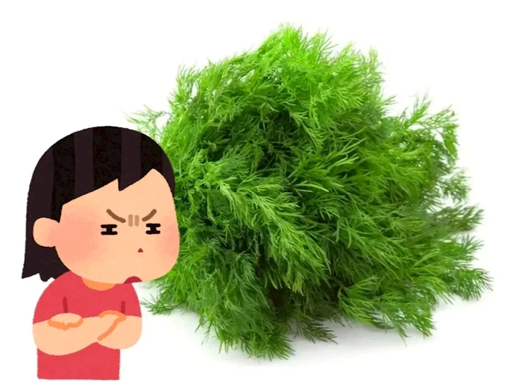 Dill Aurora.