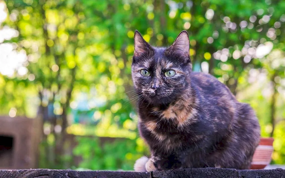 Tortoiseshell street cats