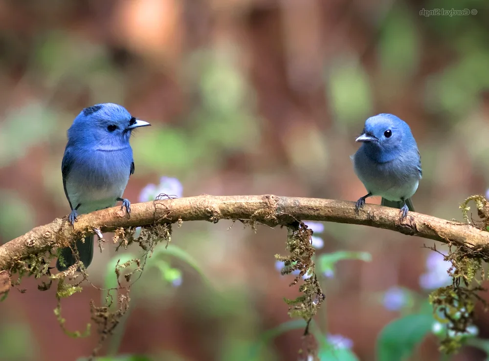 Ultramarine Azure Cardinal