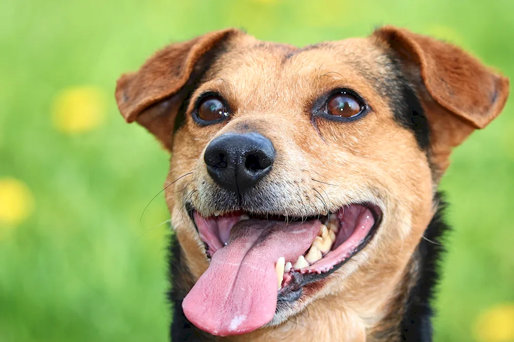 Jack Russell smiling dog