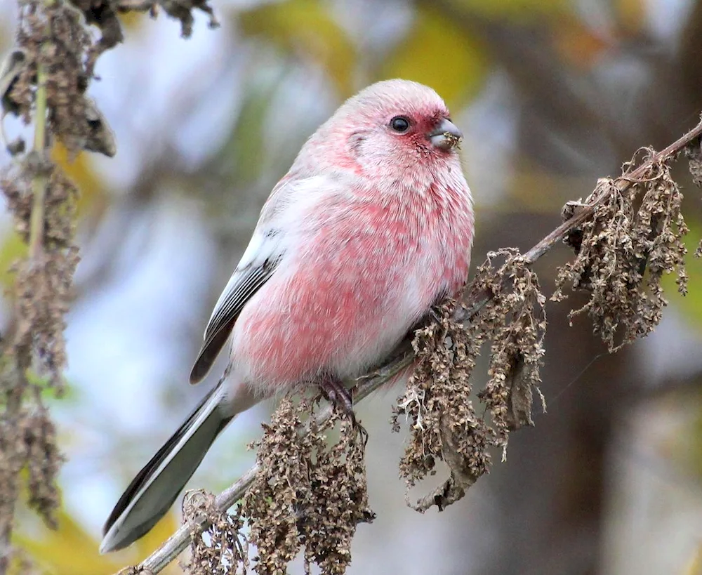 Uragus long-tailed snowbird