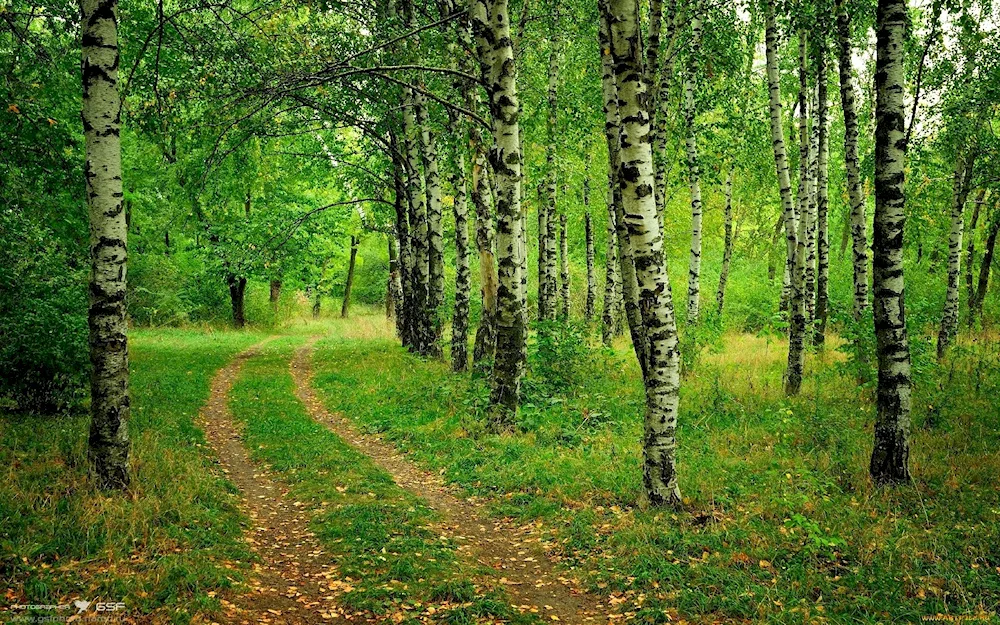 Ural Birch Forest