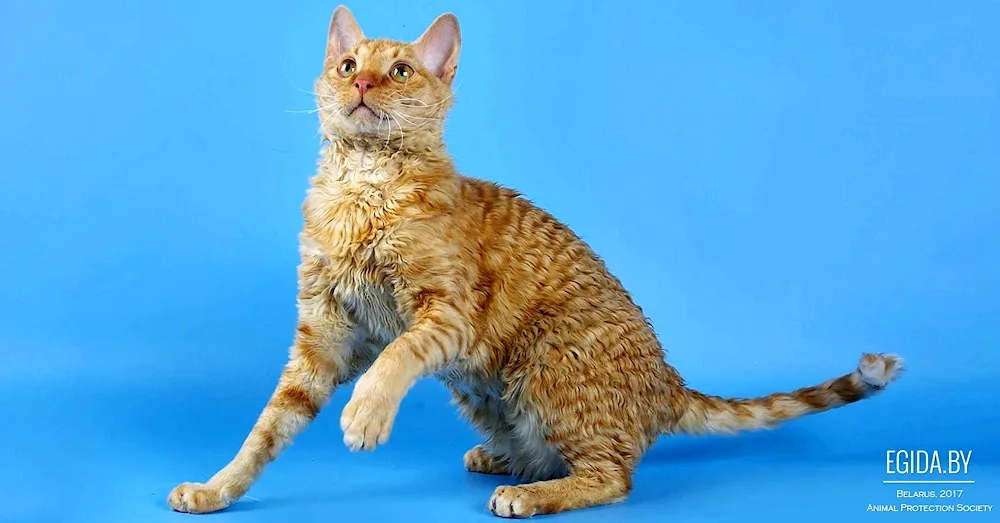 Selkirk rex