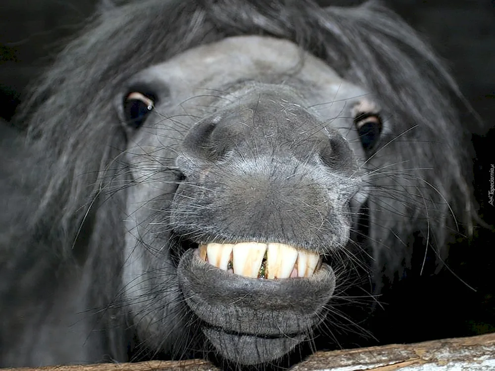 Funny horses