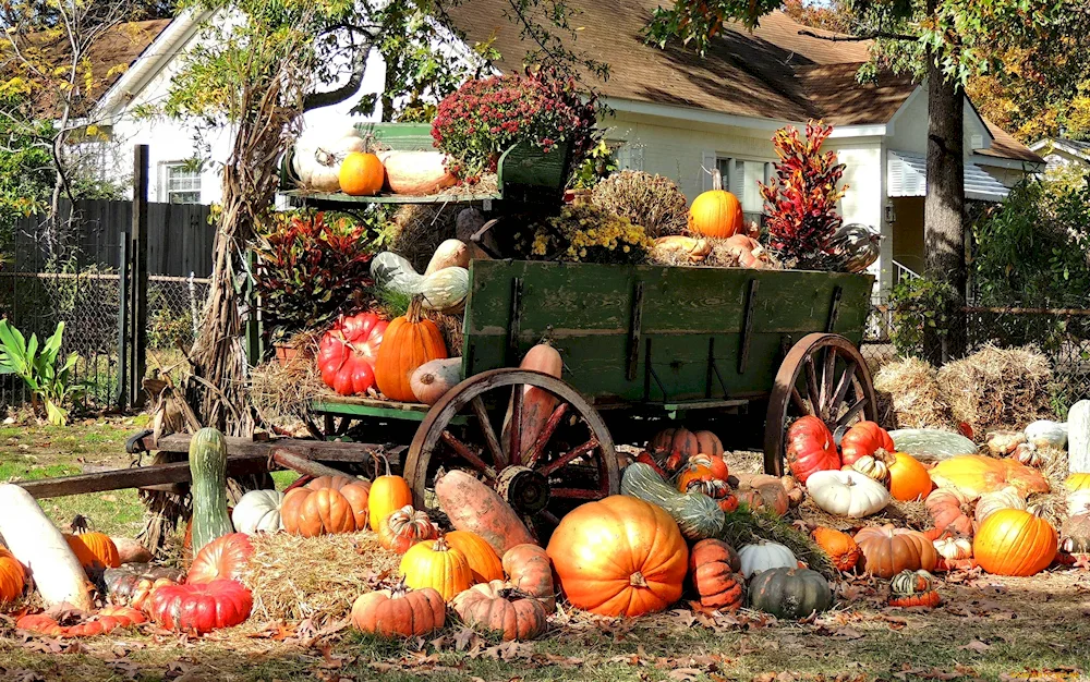 Pumpkin harvest