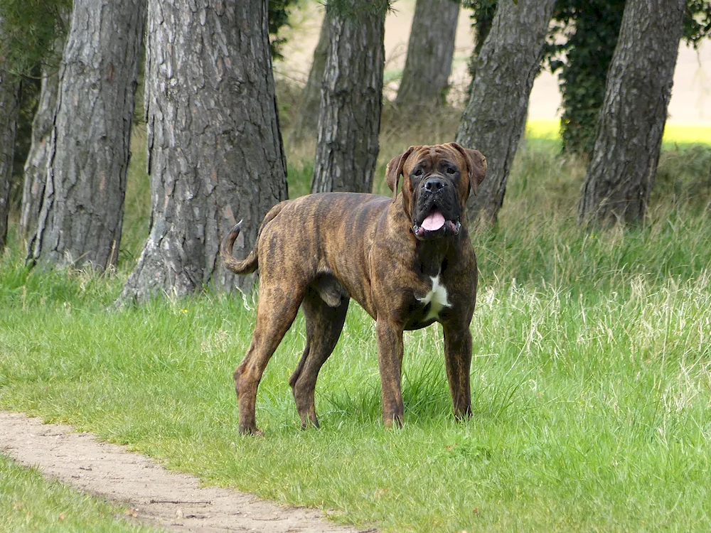 Uruguayan Cimarron breed