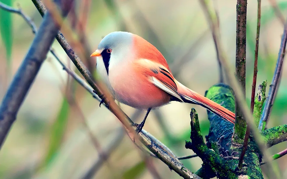 Long-tailed Tit