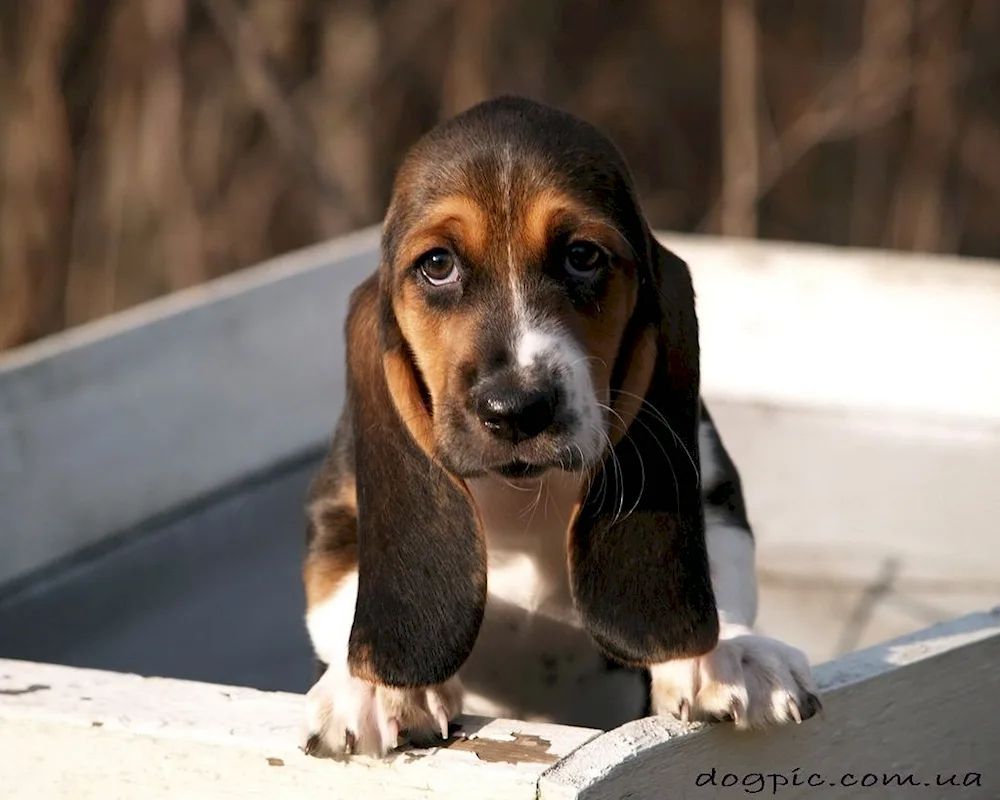 Eared Basset hound