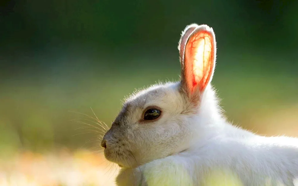 Long-eared rabbit