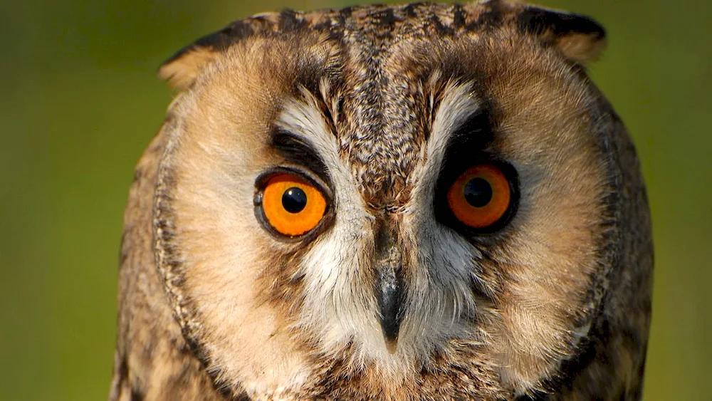 Eared Owl