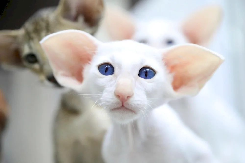 Eared cat breed Oriental