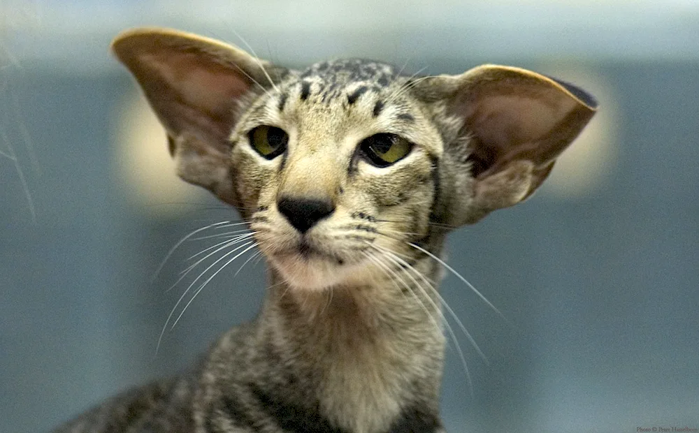 Oriental cat Georgian