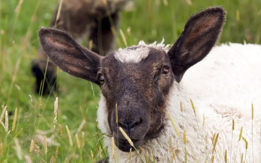 Eared goat breed