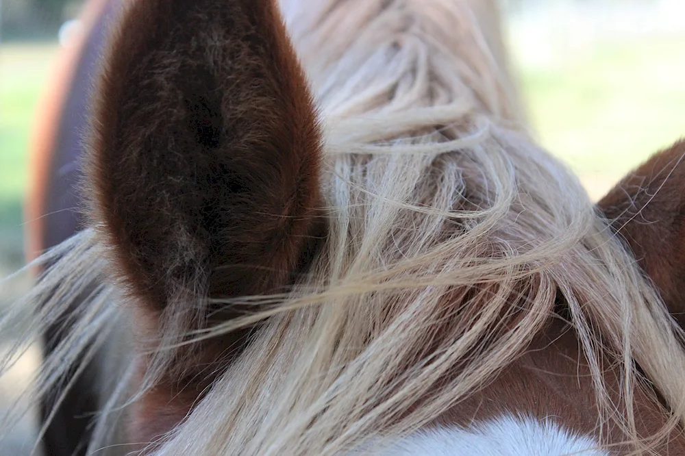 Horse mane