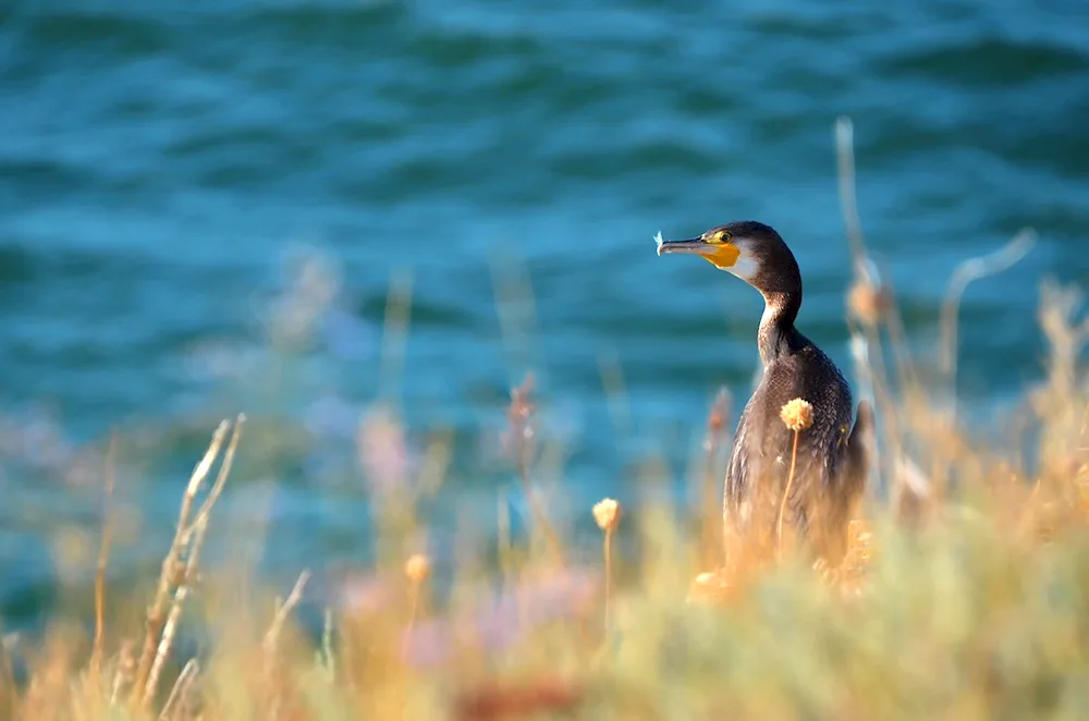 Black Sea Cormorant