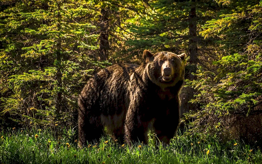 Ussuriyskaya brown bear