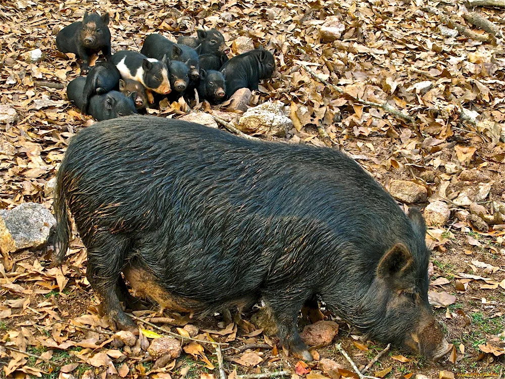 Ussuri boar Veper Vekach