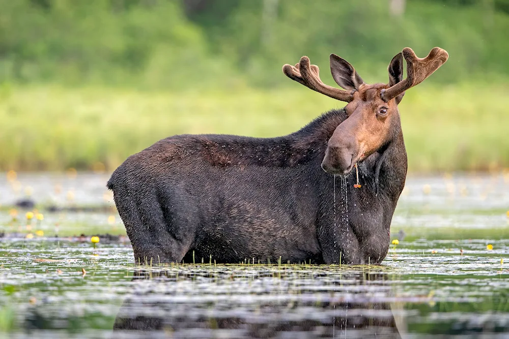 Ussuri Elk