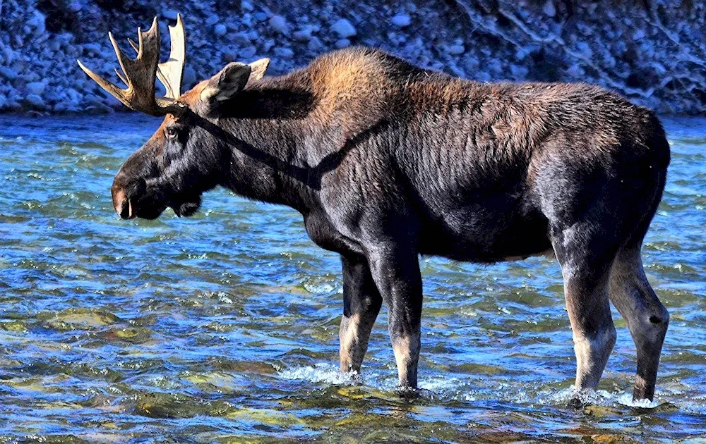 Kronotsky Reserve Elk