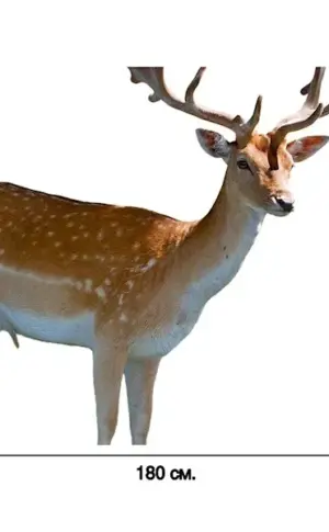 Ussuriysky spotted deer