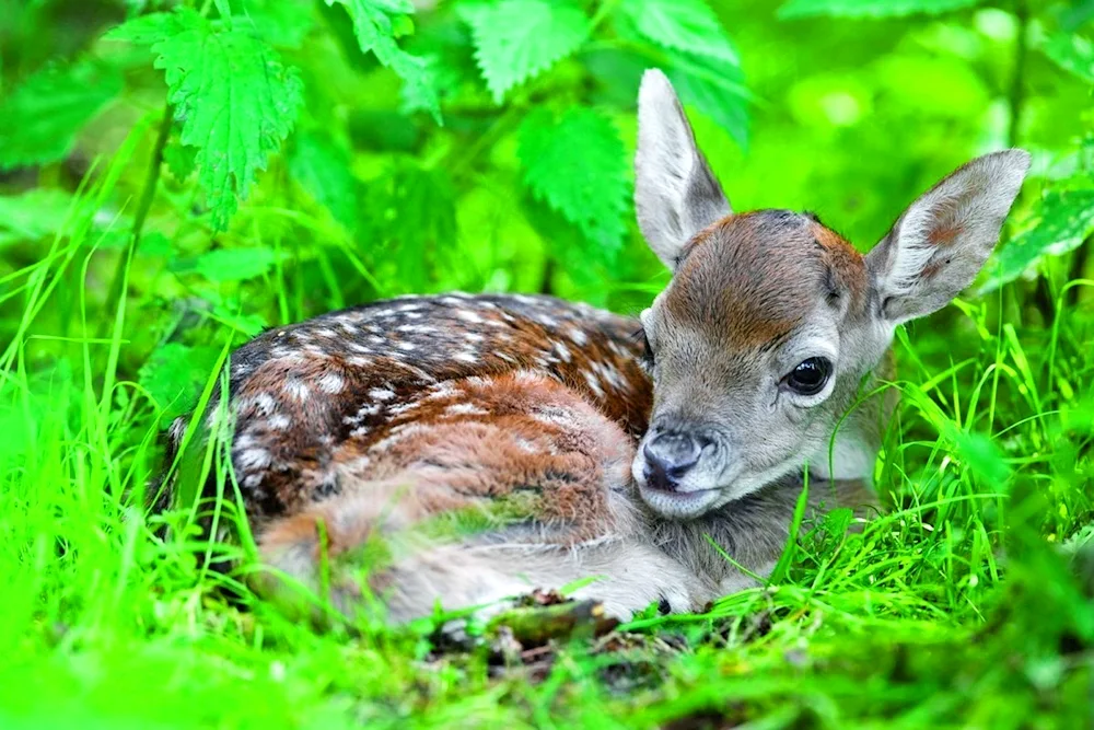 Ussuri spotted deer