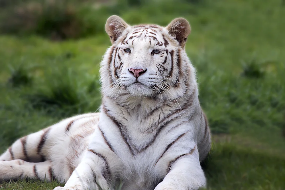 Ussuri albino tiger