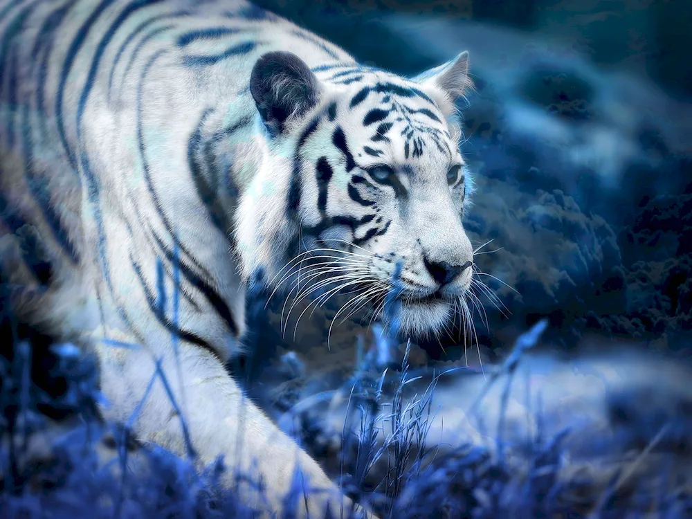 White tiger