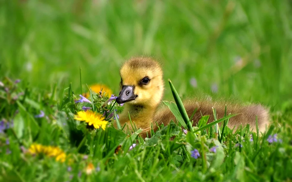 Ducklings and goose ducklings