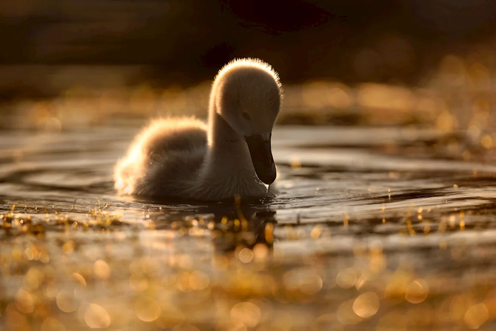 Chick running