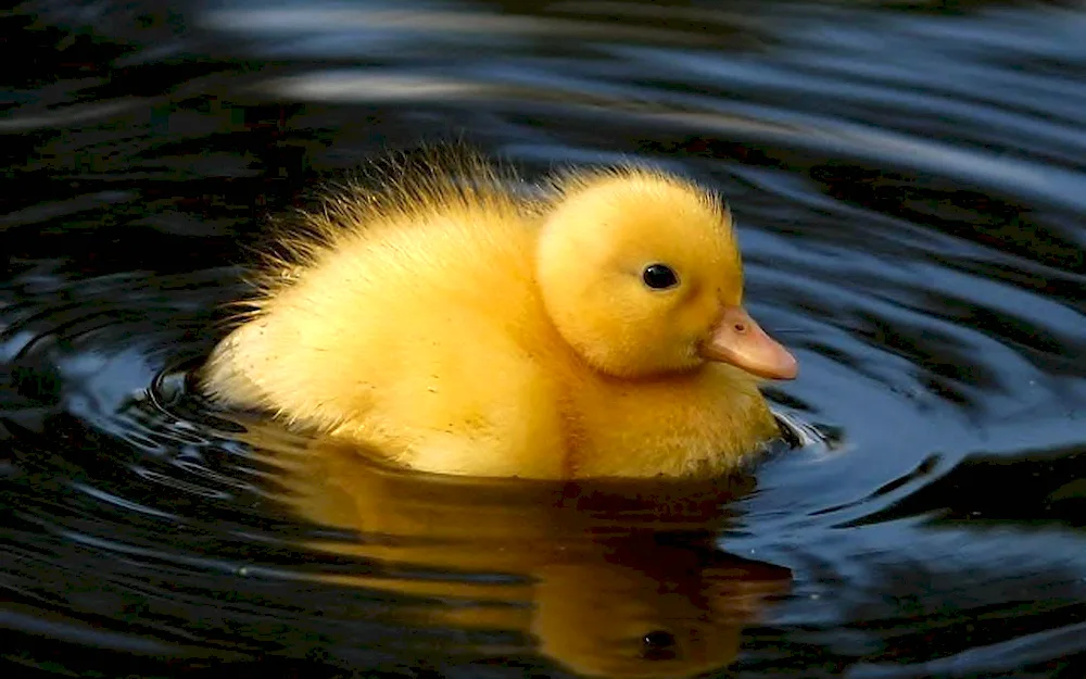 Cute ducklings