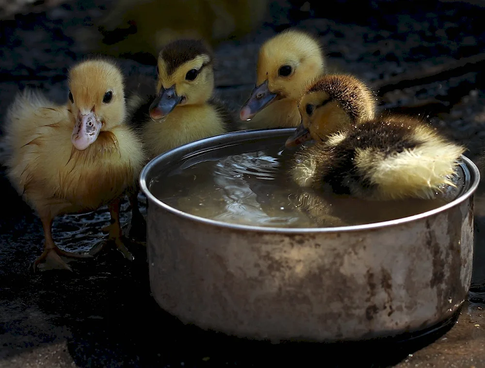 Ducklings