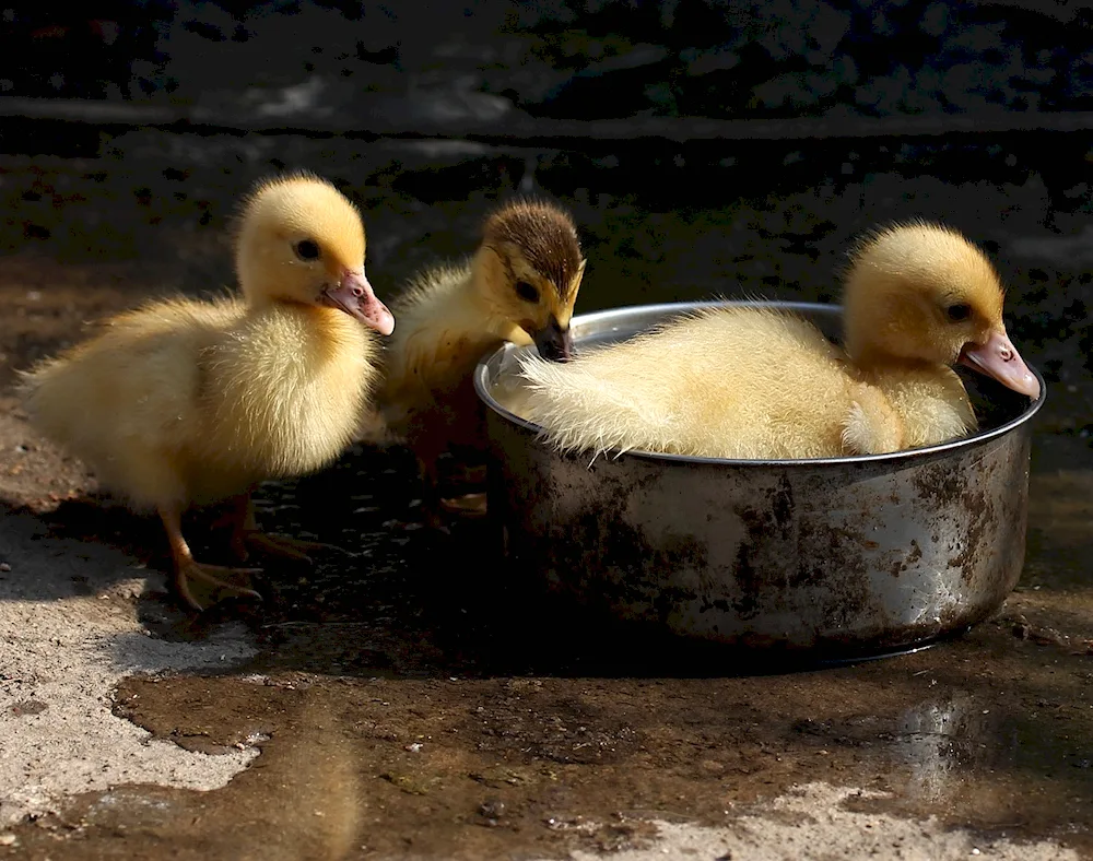 Mulard duck chick
