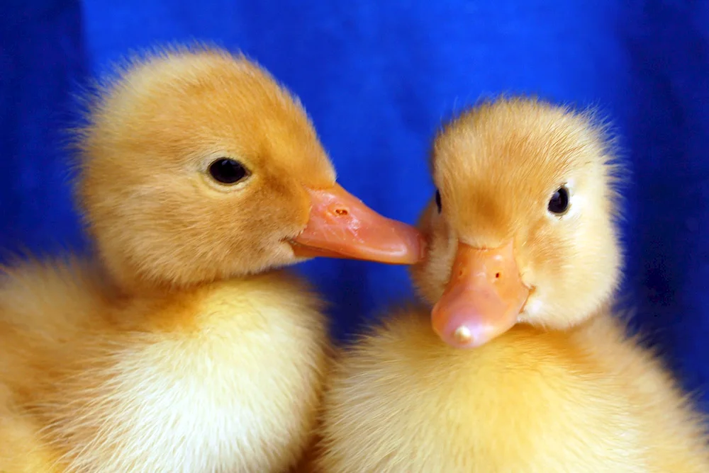 Gosy goose and goslings