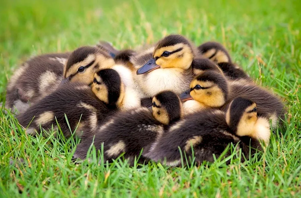 Ducklings photo