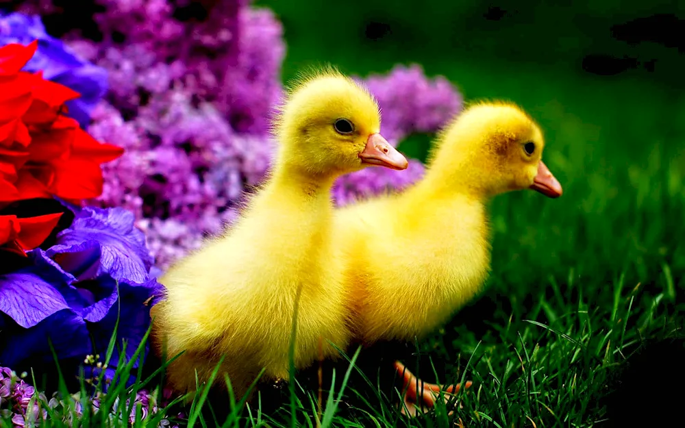 Duckling ducklings