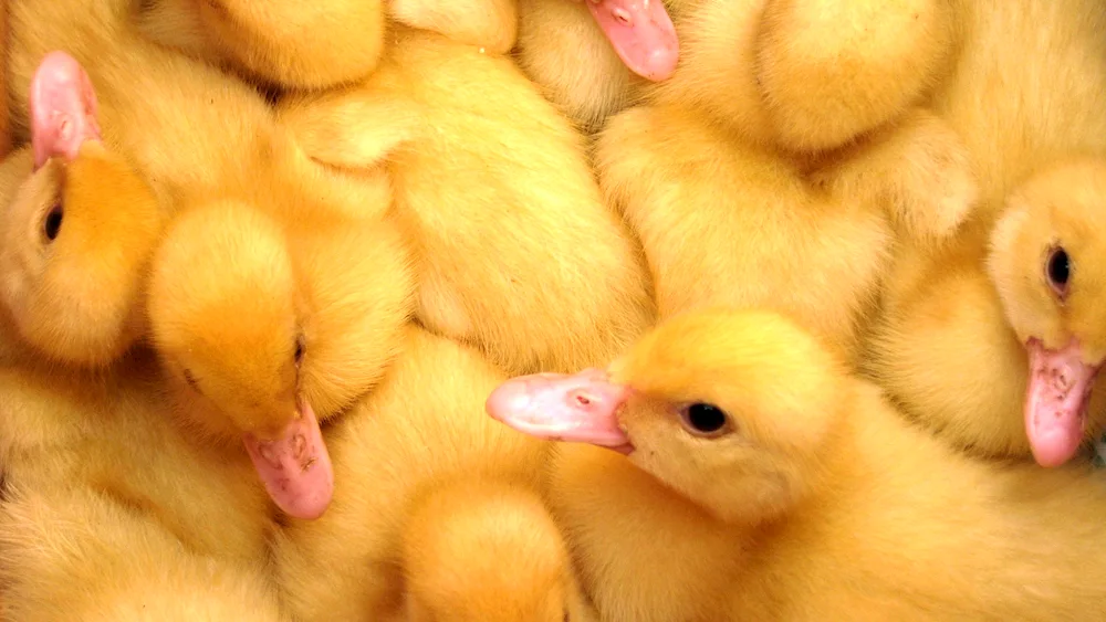 Mallard duck chicks