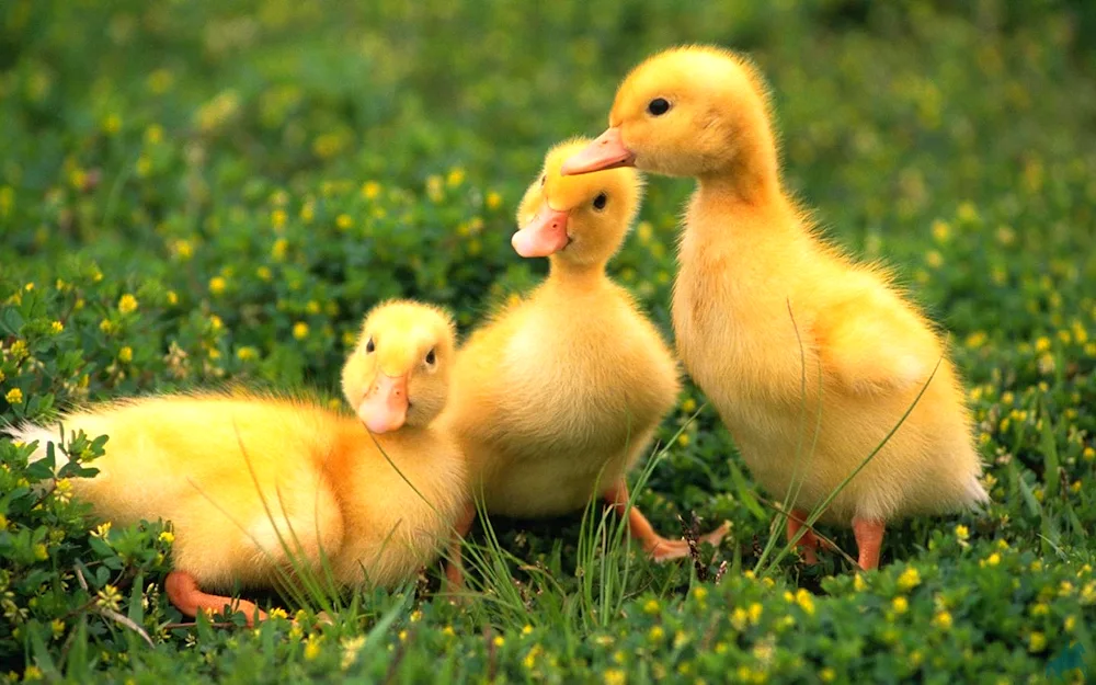 Mallard chick