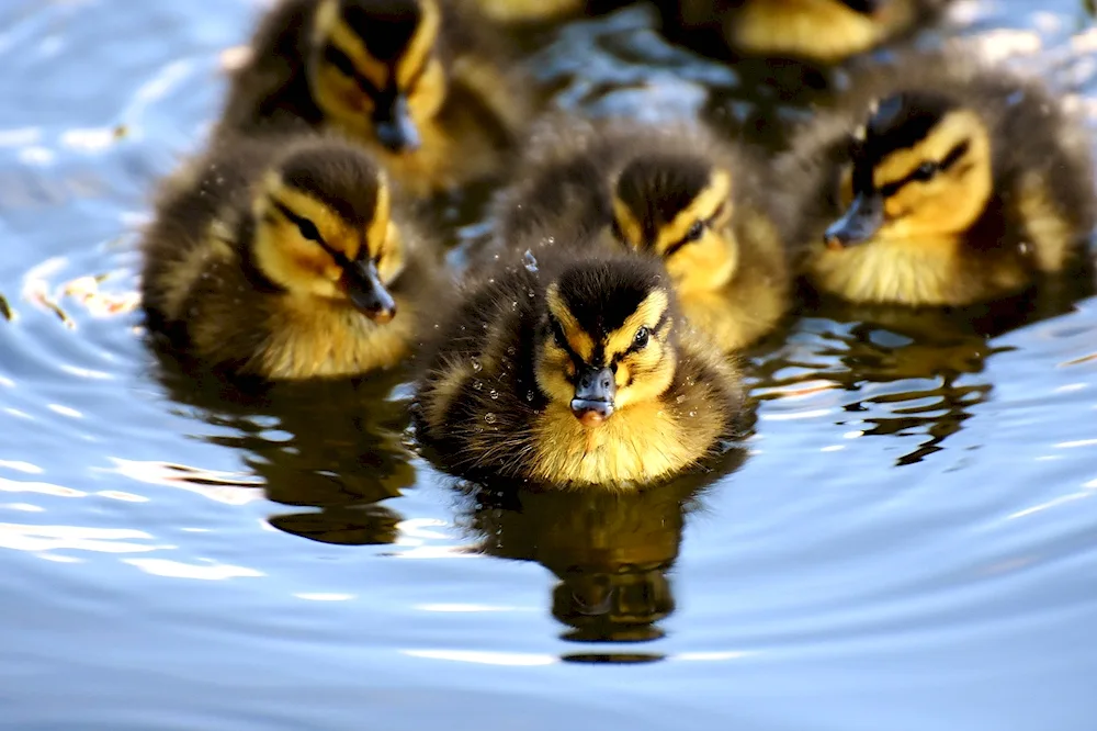 Ducklings