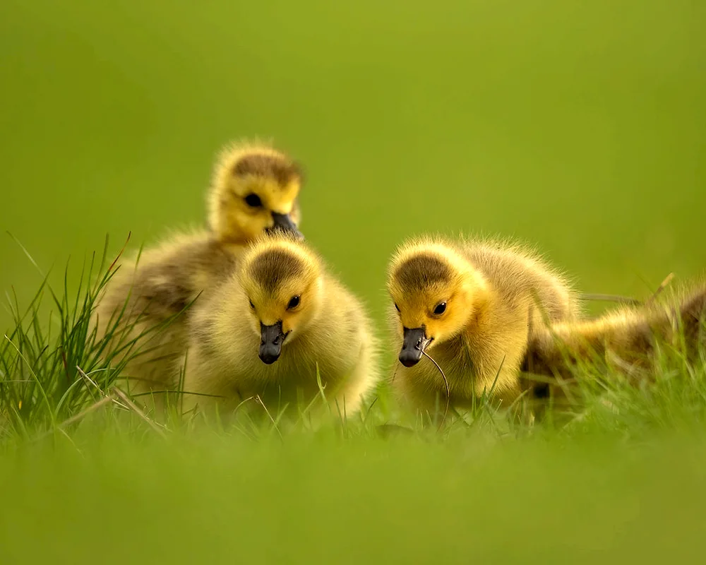 Swan ducklings and goslings