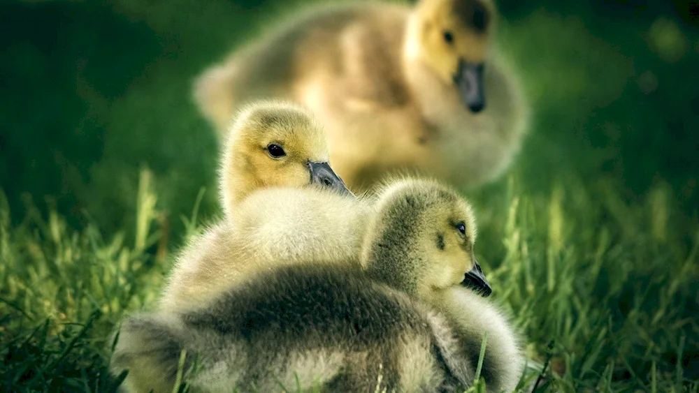 Chickens ducklings geese