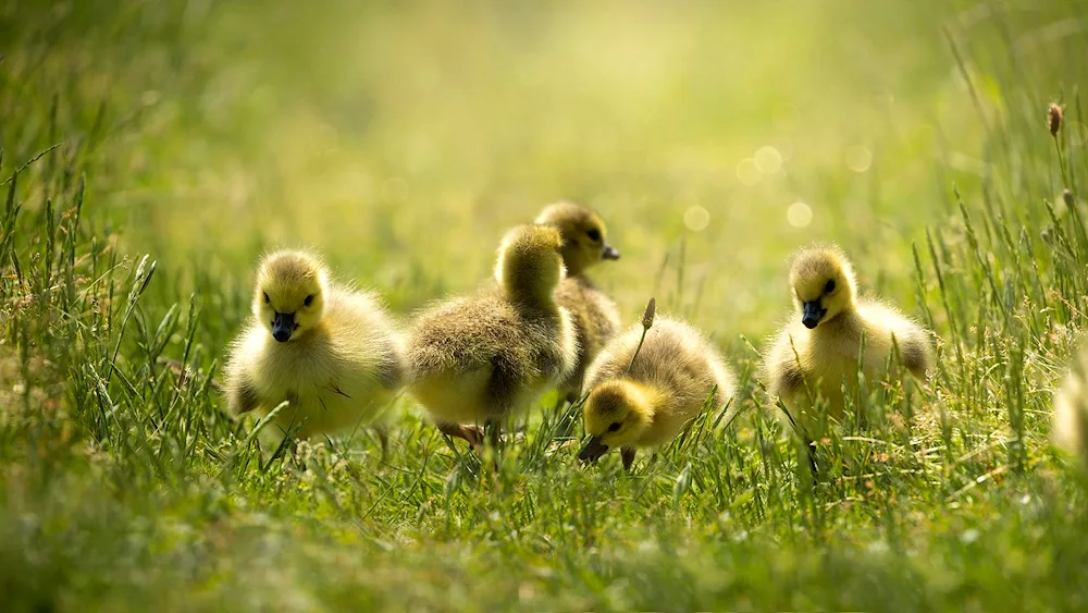 Duck ducklings chicks goslings goslings